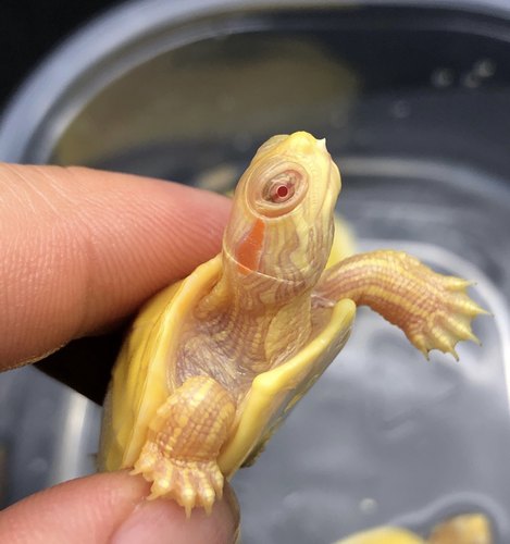【招财黄金龟】变异白化巴西龟苗宠物观赏焦糖黄金深水龟活物