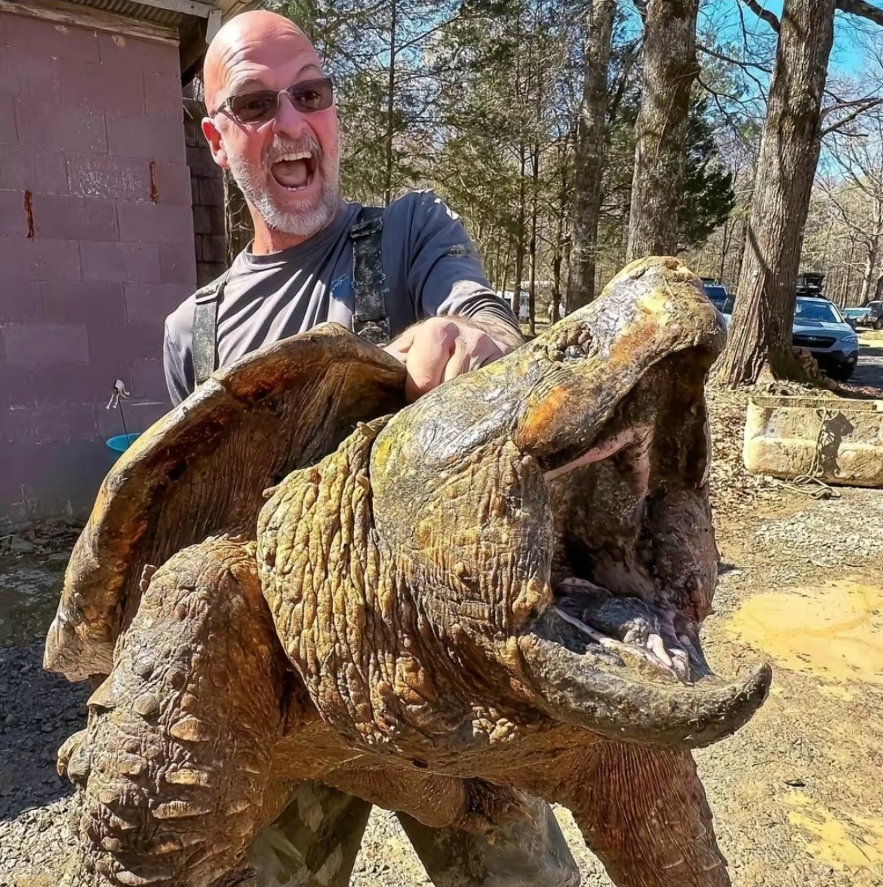 【侏罗纪巨型】大鳄龟苗子真鳄龟钓鱼龟冷水大鳄金属质感大鳄亚成