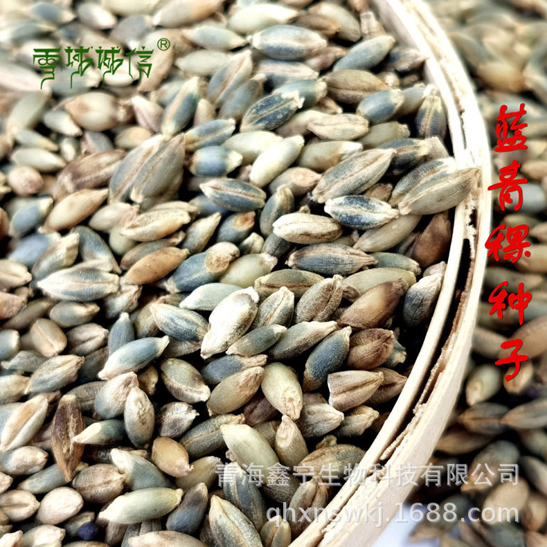 雪域诚信青藏特产青海高原高寒种植精选蓝青稞原粮可做种子可食用