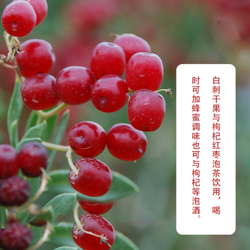 青海白刺干果雪域诚信红樱桃戈壁