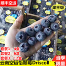 限量果王发顺丰 限量版 云南怡颗莓蓝莓王护眼鲜果Driscoll’s当季