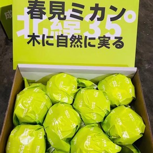 日本静冈种源白富美春见粑粑柑礼盒装 8斤大雅柑新鲜水果18度橘子