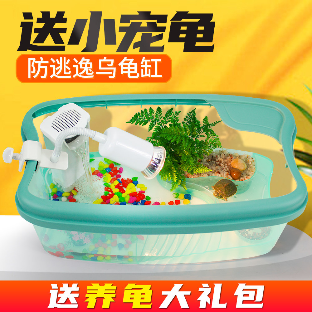 小乌龟观赏缸活物家用客厅中华草龟珍珠巴西花龟小型幼龟苗耐活体