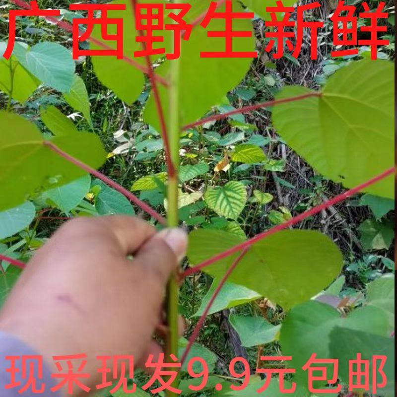 大山新鲜红帽顶 红背娘 红膜树红背山麻杆红小娘红丹里500克包邮