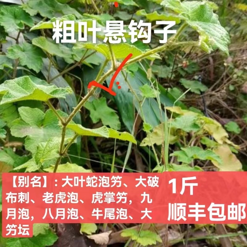 广西新鲜粗叶悬钩子大叶蛇泡簕八月泡草药藤叶狗头老虎泡顺丰包邮
