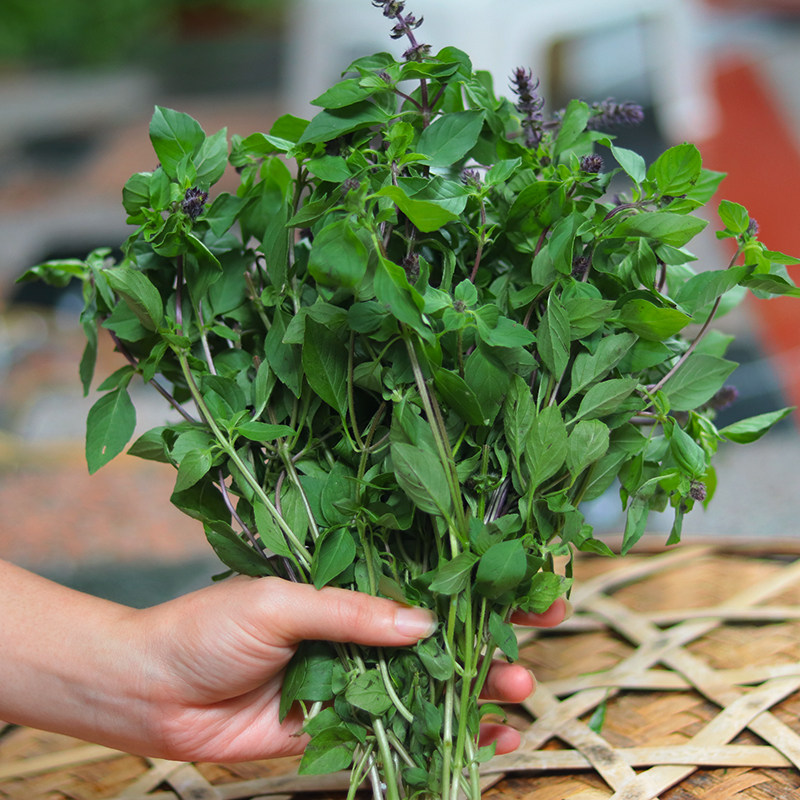 云南野生罗勒叶九层塔金芥香料新鲜傣味调料金不换九层塔250克