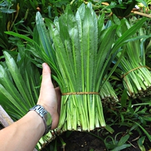 云南德宏大香菜新鲜缅芫荽刺芫荽芫茜香料刺芹新鲜食材2斤装 包邮