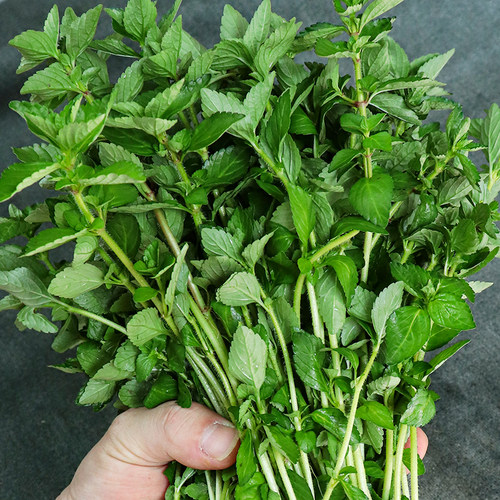 云南云南香菜调味蔬菜