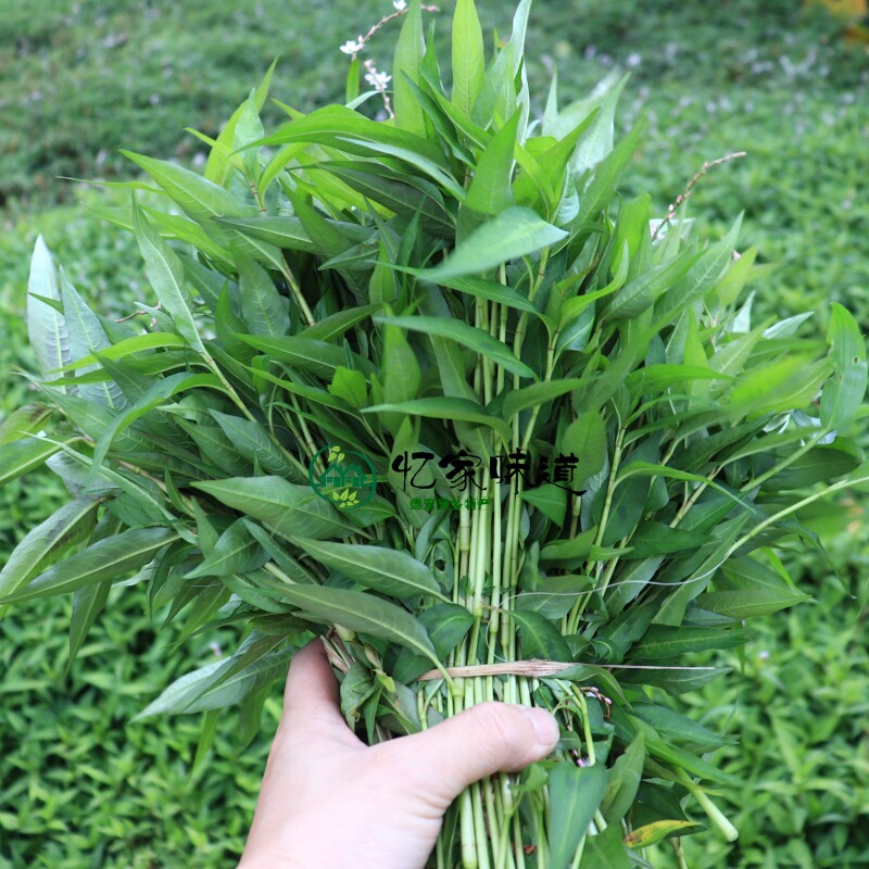 云南德宏特产香料 香柳香辣柳香菜野菜 香柳菜  煮鱼火锅 2斤包邮