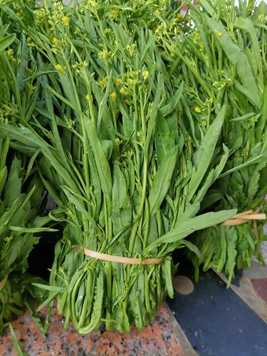 新鲜蔬菜云南芒市酸扒菜