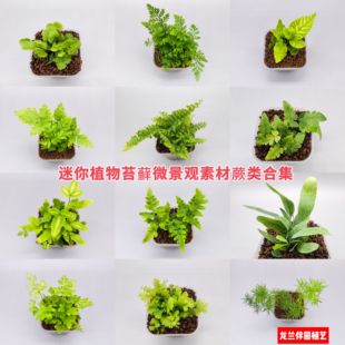 蕨类植物素材合集--迷你植物苔藓微景观素材