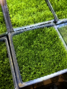 龙兰人工驯化S级白发藓（10cm*10cm）