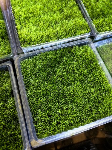 龙兰人工驯化S级白发藓