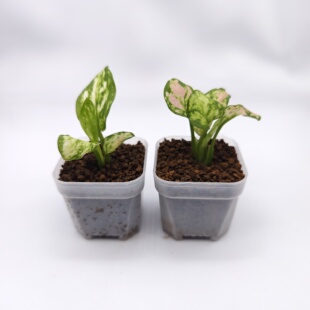 情侣盆栽--迷你植物苔藓微景观素材《白如意红如意》