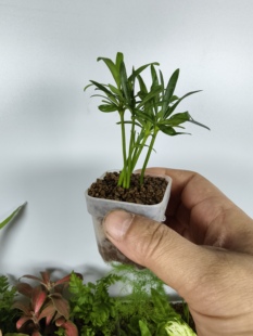 超迷你植物罗汉松苔藓微景观素材