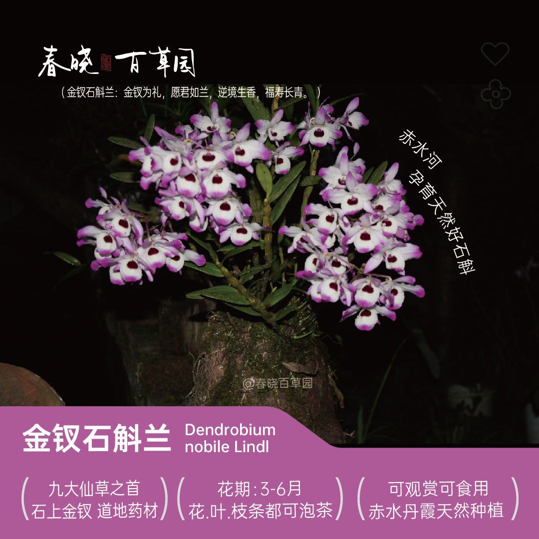 春晓百草园贵州赤水丹霞食用山野金钗石斛苗鲜条干花素泼墨带花苞