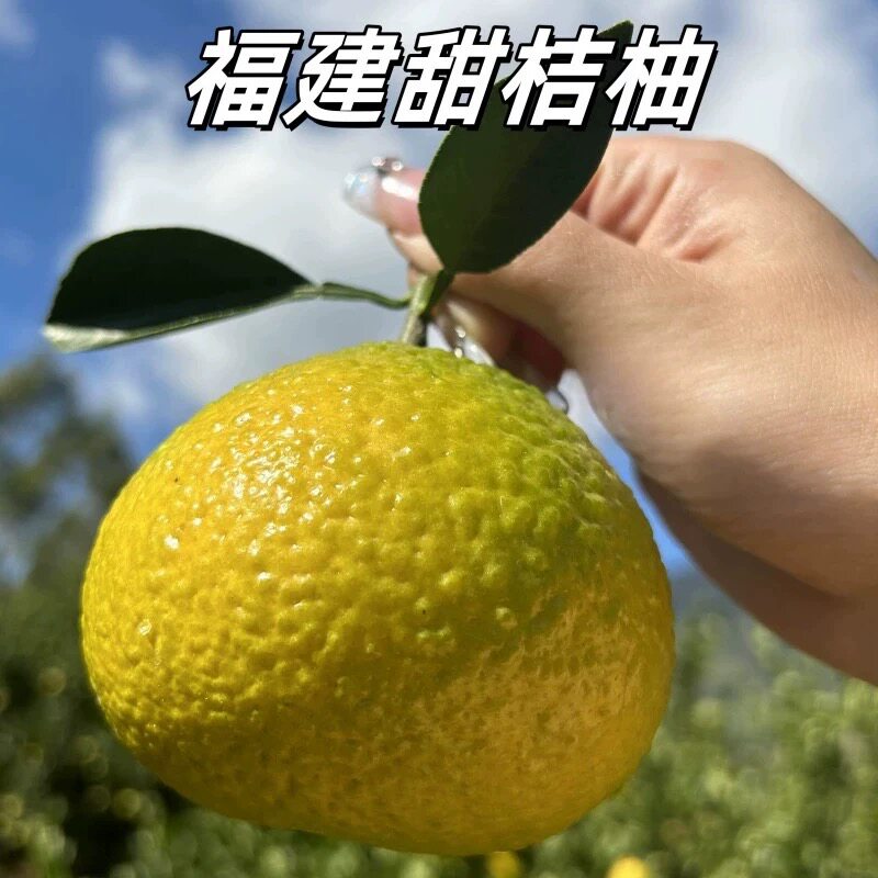 甜心柚  橘子和柚子的双重结合（大小随机发个）