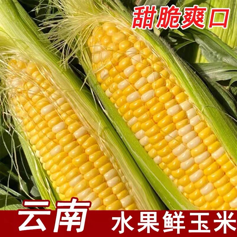 云南水果甜玉米新鲜现摘金银玉米新鲜玉米可榨汁