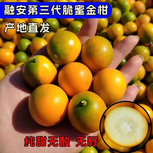第三代翠蜜金桔 纯甜无籽高端金桔皮薄多汁口感巅峰期秒杀价格