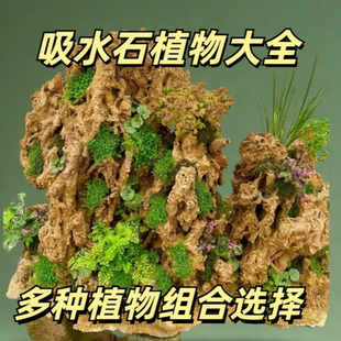 吸水石假山盆景植物微景观水陆缸造景专用鲜活绿植造景植物大全