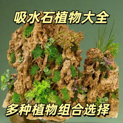 吸水石假山盆景植物造景