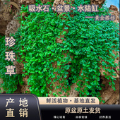 吸水石珍珠草爬藤盆景四季 常青水陆缸水池假山造景植物盆栽铺面