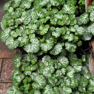 虎耳草金丝荷叶吸水石上水石植物新鲜假山造景盆栽地栽造景植物