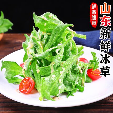 鲜嫩脆爽】山东冰草0.5-5斤新鲜冰叶沙拉蔬菜冰菜冰草沙拉菜凉拌