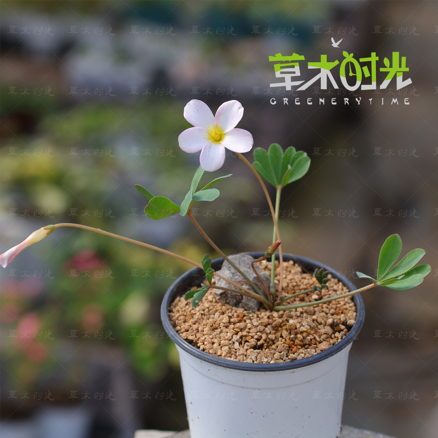 白花薰衣草 稀有宽叶爪系酢浆草花苗带花苞带盆栽好发货