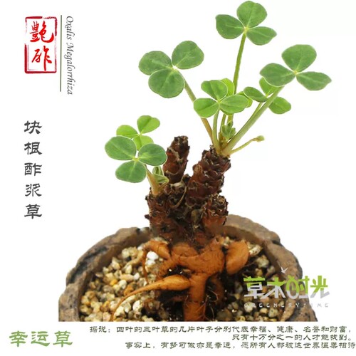 艳酢Oxalis Megalorrhiza 稀有奇特进口网红多肉植物块根酢浆草