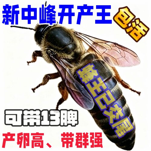 中锋蜂王高产卵包活包邮