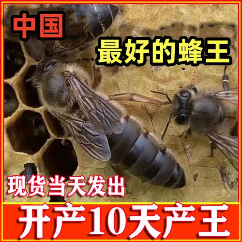 高产蜜高产卵包邮包活