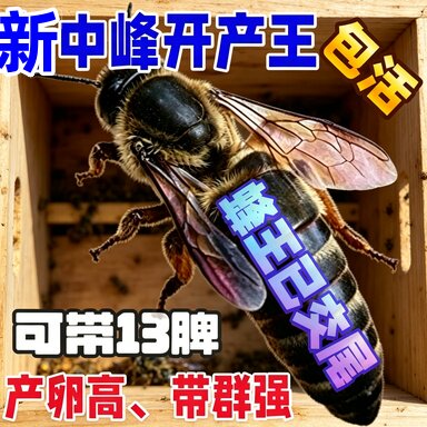 [优质蜂王]中蜂阿坝王双色王 活体产卵王 高产新产蜂王