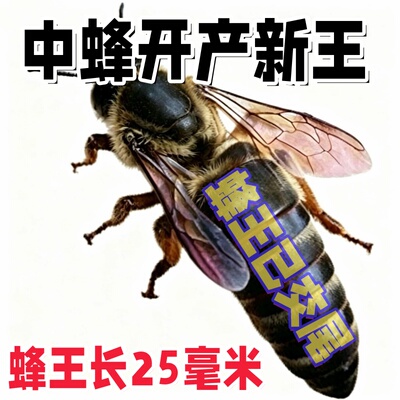 高产蜜高产卵包邮包活