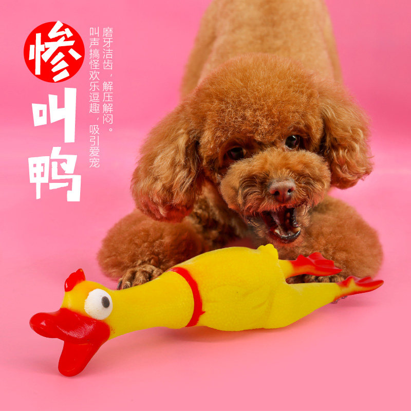 宠物玩具 狗狗惨叫鸡怪叫鸡尖叫鸡 绝望的战斗鸡 发声狗玩具耐咬在类目 宠物/宠物食品及用品, 猫/狗玩具, 发声玩具中 - 来自Buy2taobao.com提供专业的淘宝代购服务