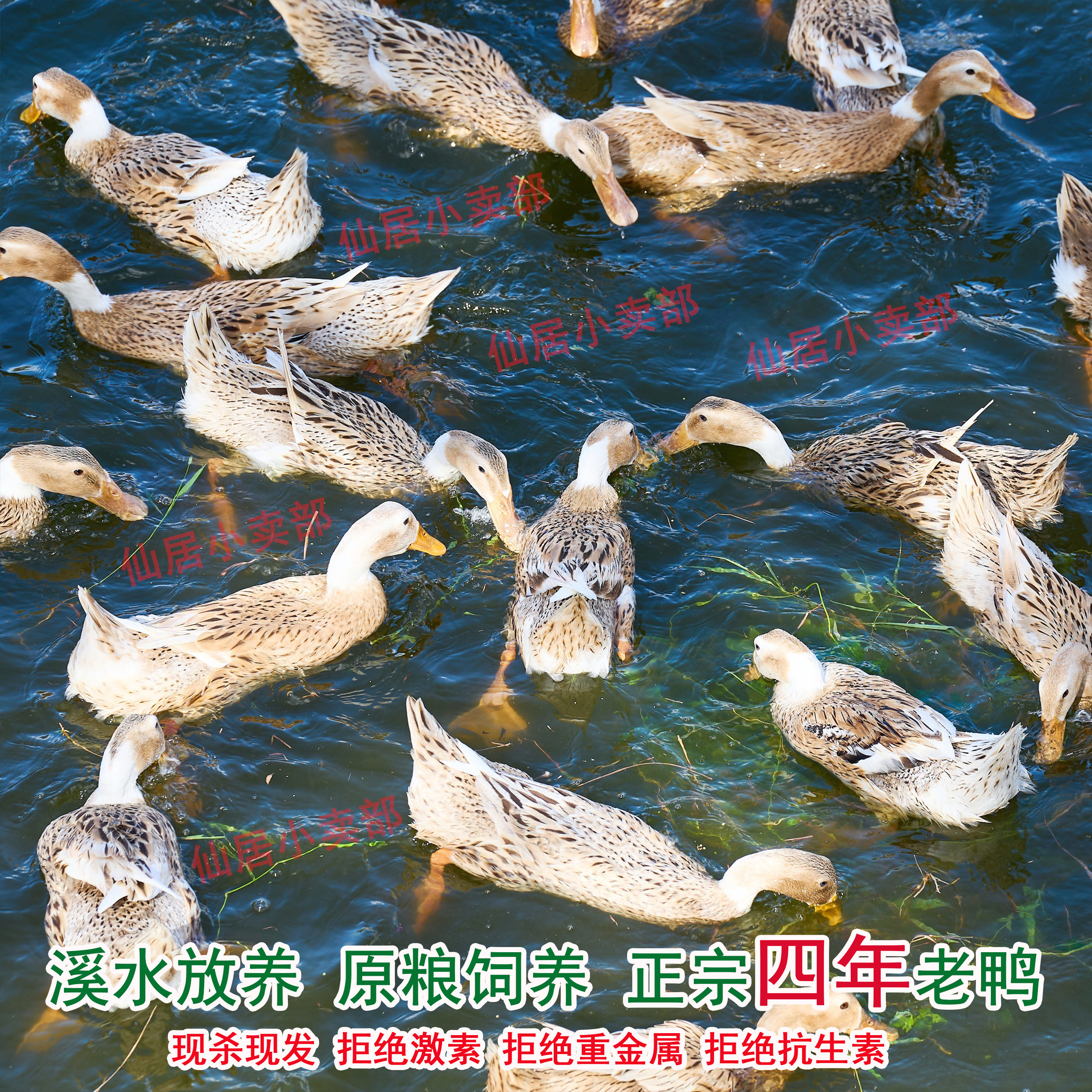 【正宗四年真老鸭】农村散养土鸭子水鸭麻鸭新鲜月子滋补药补现杀