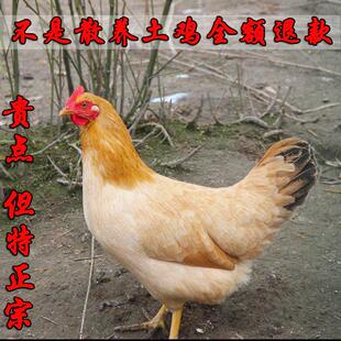 正宗仙居三黄鸡农家散养土鸡月子补品黄油老母鸡小鸡活鸡现杀整只