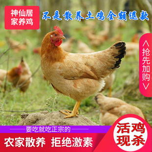 正宗农家散养仙居三黄鸡土鸡孕妇月子补品黄油老母鸡活鸡现杀礼盒