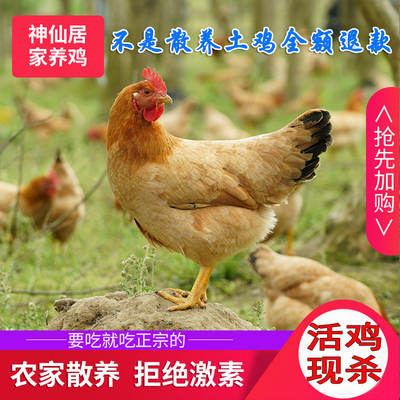 两只现杀正宗农家散养仙居三黄鸡