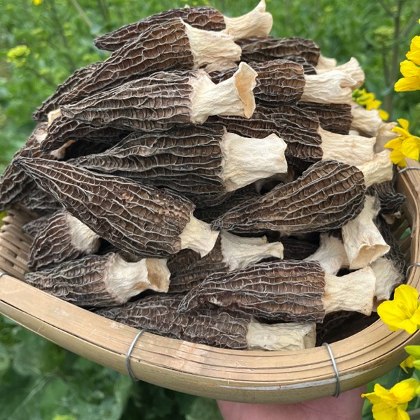 羊肚菌六妹新鲜干货四川特产羊肚菇食用菇蘑菇2025年现货5-9cm