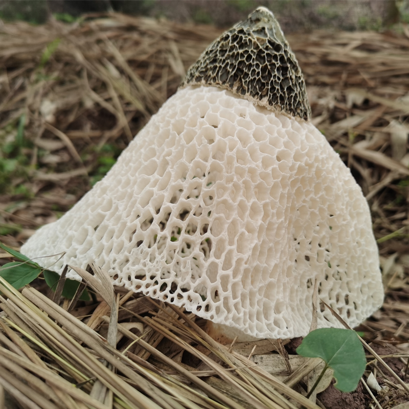 无硫熏竹海长裙竹荪农场自销净重