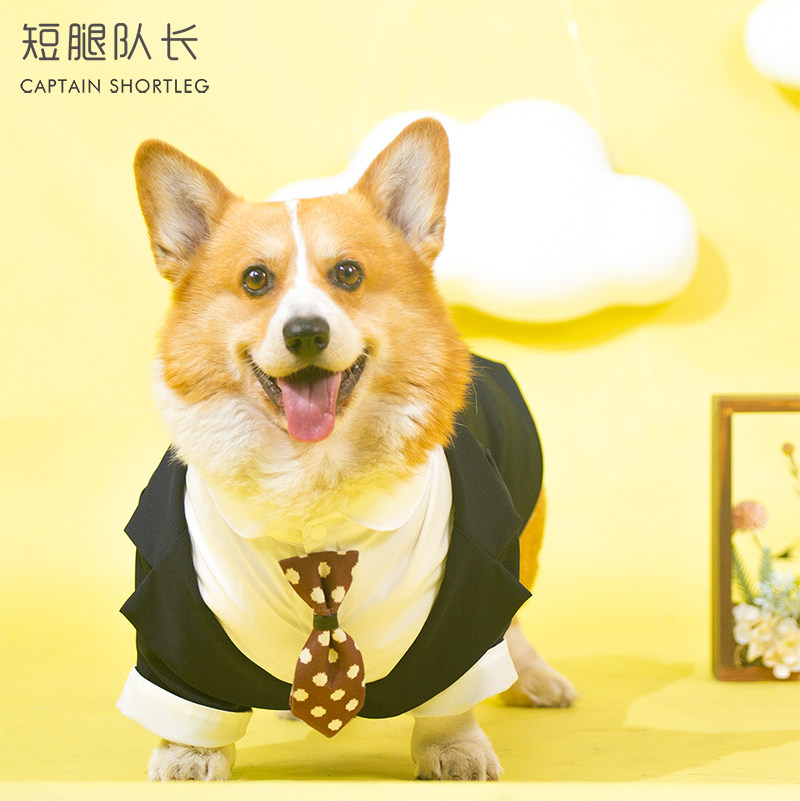 狗狗西装宠物帅气西服送领带大型犬金毛结婚礼服拍照写真衣服柯基