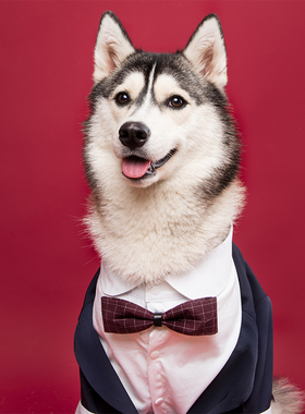 狗狗西装礼服结婚宠物西服帅气写真燕尾服柯基柴犬金毛婚纱照衣服