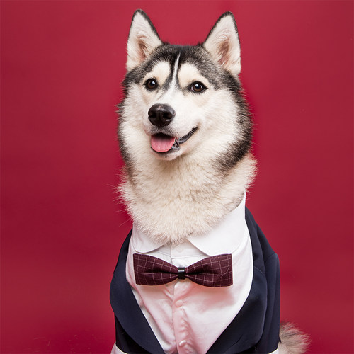 狗狗婚礼西服礼服西装拍照写真
