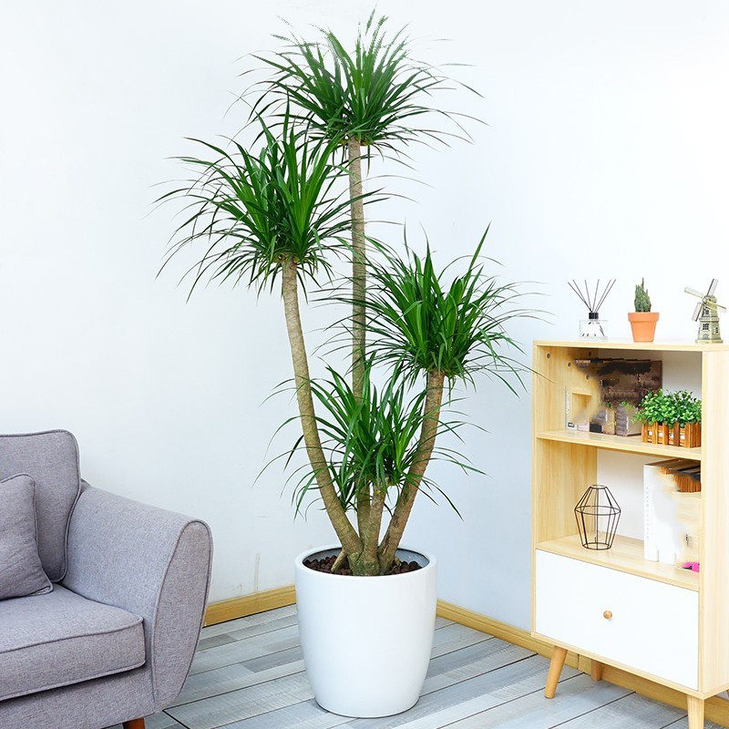 龙血树大型植物多头办公室客厅