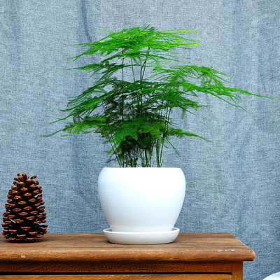 文竹盆栽植物室内绿植花卉盆景