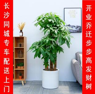 步步高发财树大型绿植盆栽净化空气开业乔迁植物客厅长沙送货上门