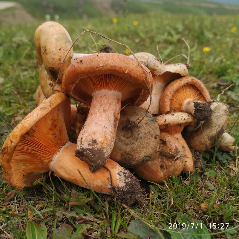 野生散装松树菌蘑菇松菌