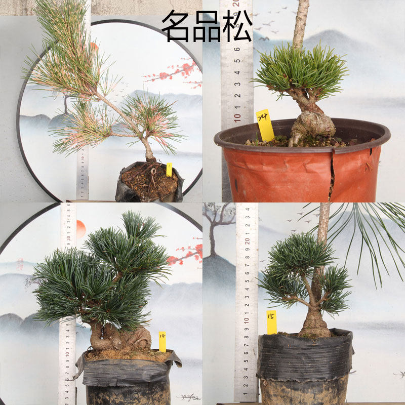 名品五针松黑松 明星 红孔雀 金针大阪 瑞祥 旭龙 寸梢 吹雪
