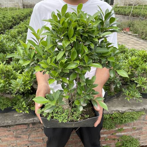 S榕树盆景植物室内室外绿植